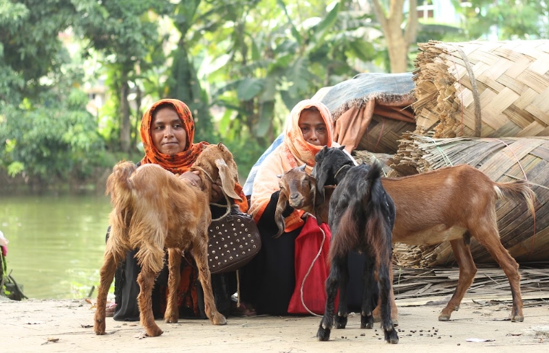 Cattle distribution